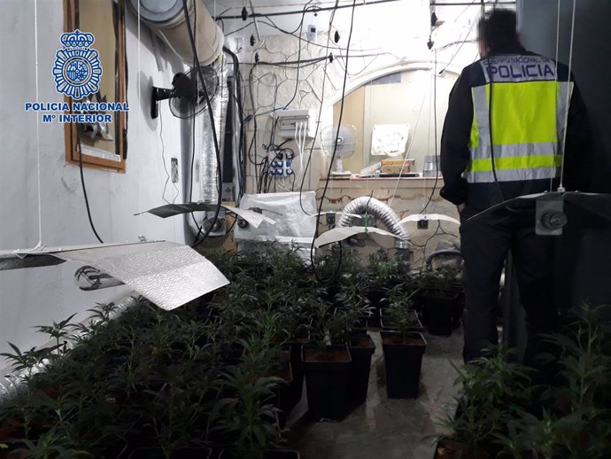 La Policía Nacional desmantela un cultivo ilegal de marihuana que estaba oculto en una vivienda de Velada