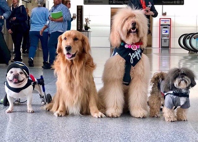 Una brigada de 22 perros y un cerdo hacen más llevadera la estancia en el aeropuerto internacional de San Francisco