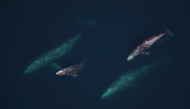 Las ballenas grises de California, como estas madres y crías, tienen 4,3 veces más probabilidades de encallarse durante una explosión de radio estática cósmica de una llamarada solar