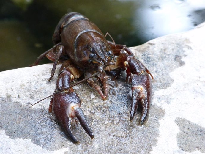 El cangrejo de río ha sido una de las especies que han aparecido en el interior de las heces fósiles.