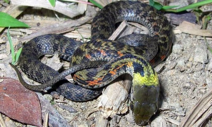 Sorprendente cambio evolutivo en serpientes