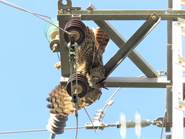 LA SVO PROPONE A LA GENERALITAT QUE LOS TENDIDOS ELÉCTRICOS SEAN SEGUROS PARA LAS AVES EN TODA LA COMUNITAT VALENCIANA