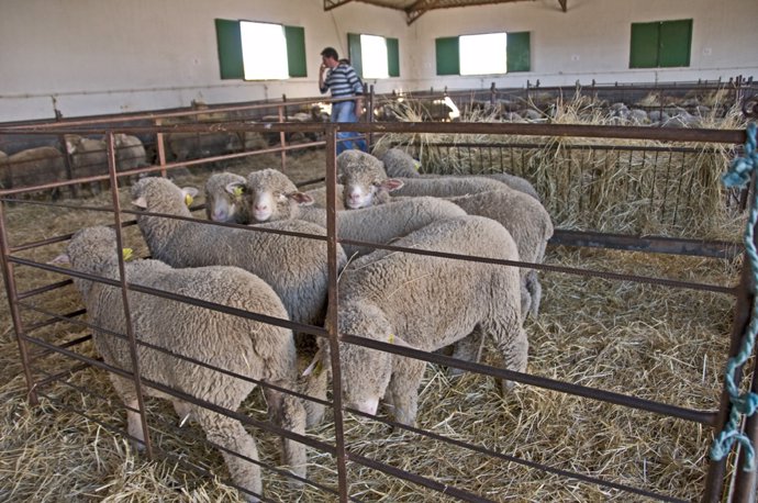 La Diputación de Cáceres abre el plazo para solicitar ganado ovino de raza Merin
