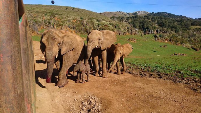 Nueva cría de elefante en Cabárceno