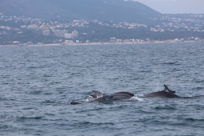 Bruselas urge a España y otros 21 países a atajar la pesca accidental de delfine