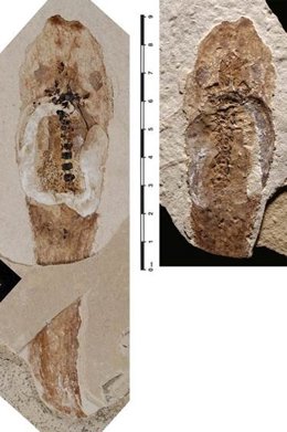 De arriba a abajo, cara ventral y dorsal del fósil del género Pelobates