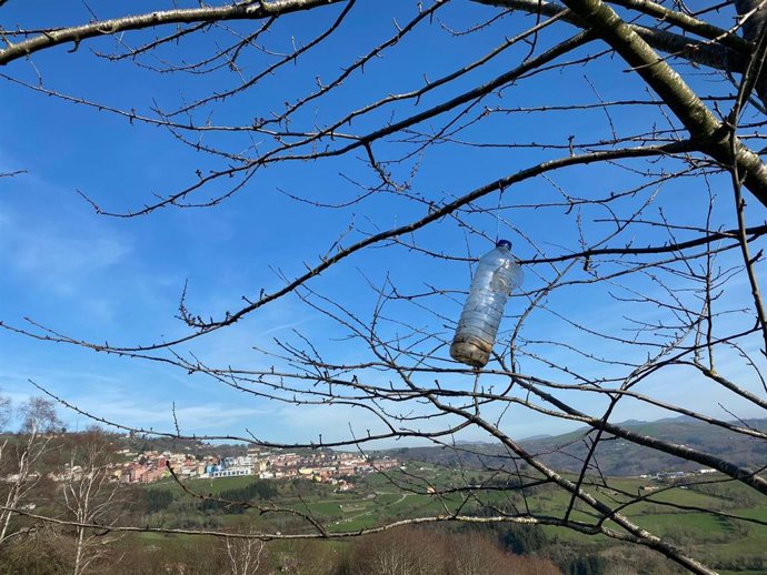 Trampa para la avispa asiática (vespa velutina).