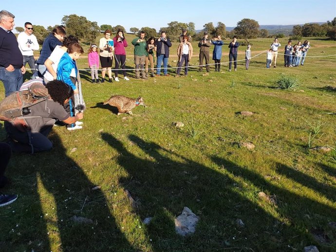 Jaén.- Agricultura refuerza la población de lince Ibérico en Jaén con dos nuevos