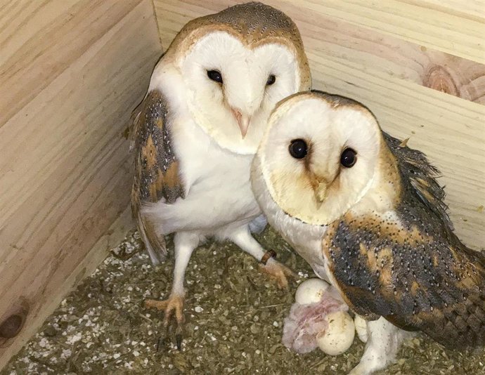 Nacimiento de lechuzas en Madrevieja