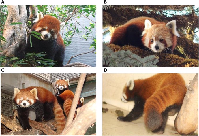 El ADN revela que hay dos especies de panda rojo