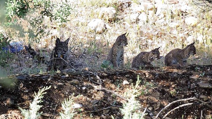 C-LM sabrá en junio de 2020 si es seleccionada por la Comisión Europea para desarrollar el nuevo proyecto sobre el lince