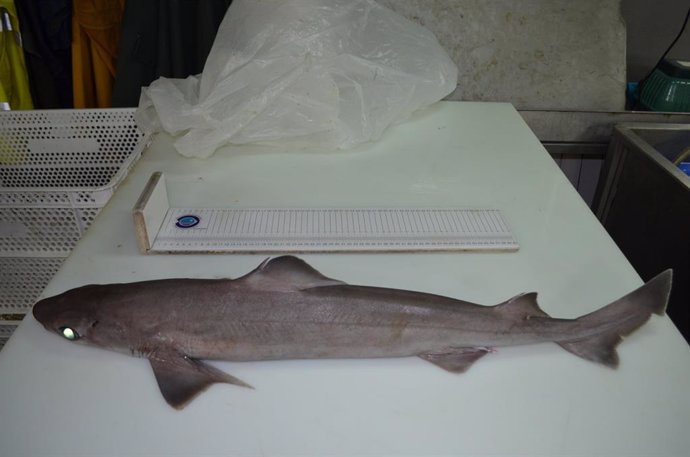 Un ejemplar de tiburón del mediterráneo, dentro del estudio de la UIB y el Centro Oceanográfico de Baleares.