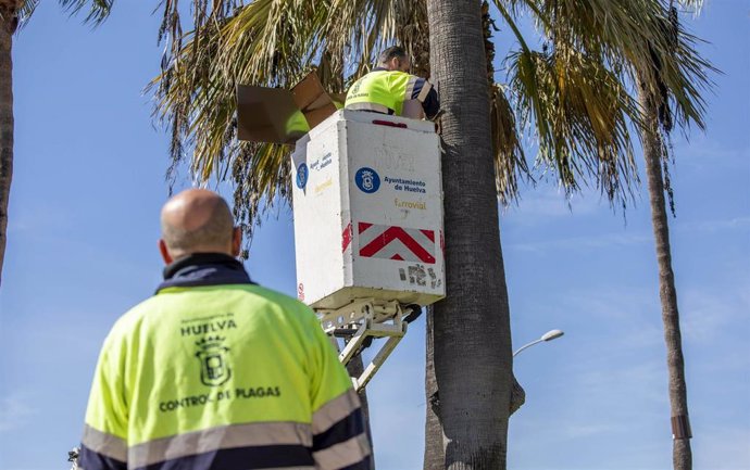 Colcación de aros anti-roedores en palmeras de Huelva