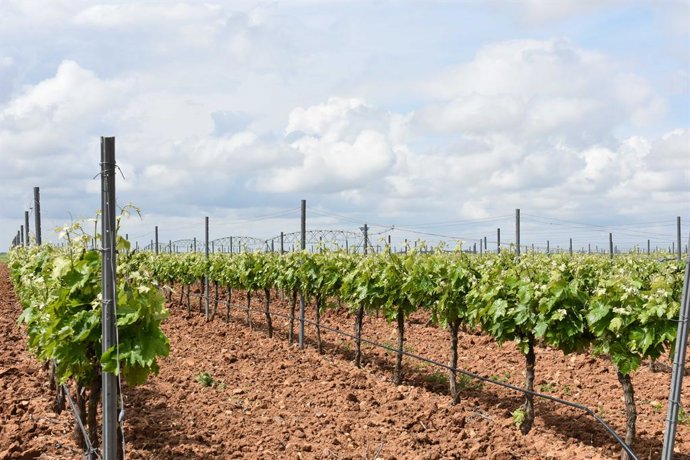 Asaja Valladolid recurre a la Junta contra el acuerdo de la DO Rueda por el "abu