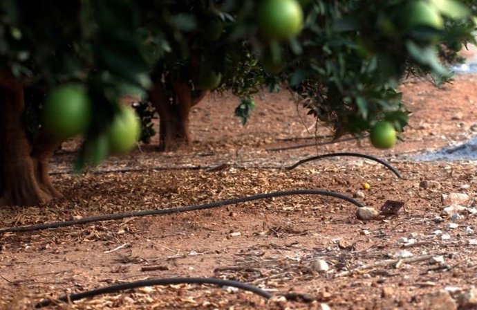 La Comunitat Valenciana es "la única autonomía que reduce superficie agrícola de
