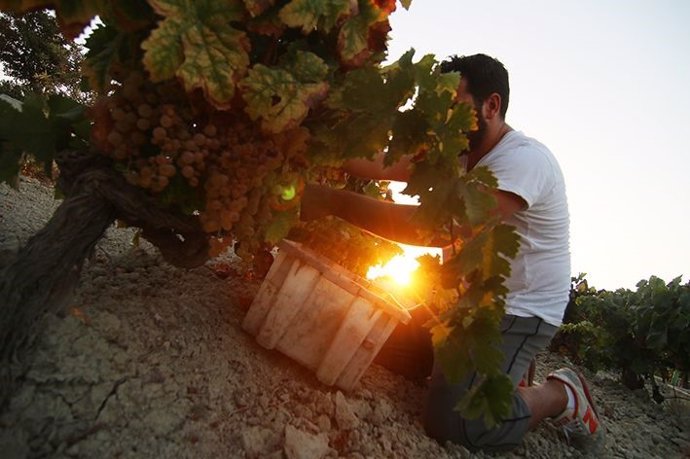 COMUNICADO: Vinoplacer apoya la recuperación del patrimonio vitivinícola español