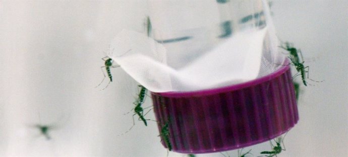 El mosquit Aedes aegypti, transmissor dels virus del Zika, el dengue i la chikungunya.