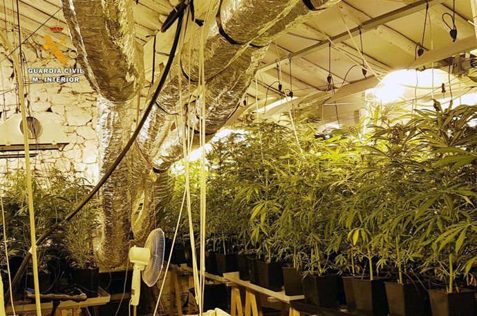 Plantación de marihuana en Ampuero