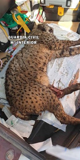 Ejemplar de lince ibérico tras la anestesia