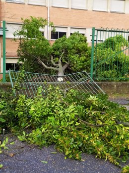 Árbol caído por el viento en el patio del colegio Nicanos Piñole