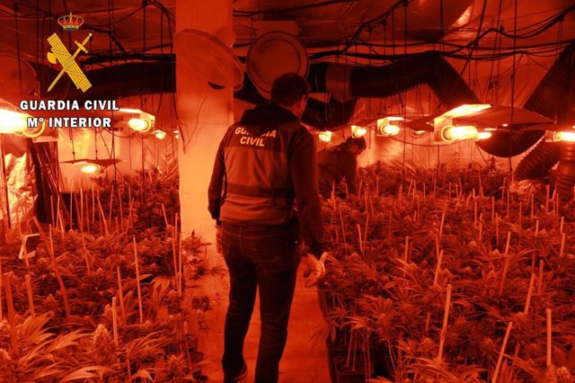 La Guardia Civil desmantela una plantación de marihuana en Pepino con 2.312 plantas.