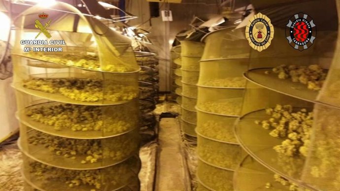 Plantaciones de marihuana incautadas por la Guardia Civil