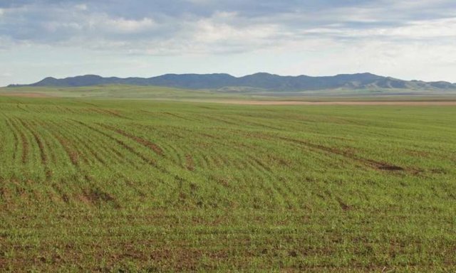 Tierra cultivada en el norte de Mongolia