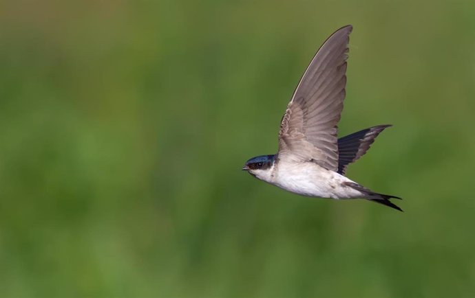 SEO/BirdLife considera la Huelga Mundial por el Clima como una oportunidad "decisiva" para frenar el cambio climático