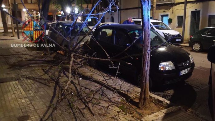 Ramas caídas sobre dos árboles en Santa Catalina, a causa del fuerte viento, esta noche.