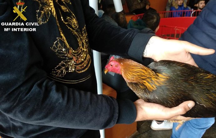 Uno de los gallos intervenidos por la Guardia Civil