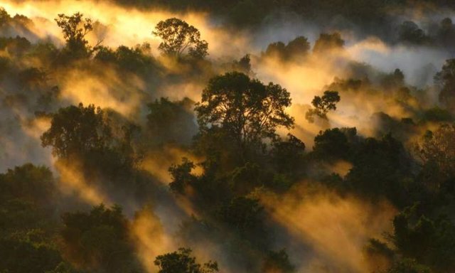 Dosel del bosque amazónico al amanecer en Brasil