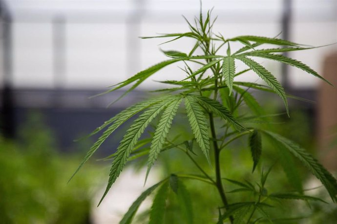 Una planta de cannabis