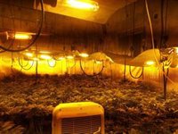 Dos detenidos tras la incautación de 393 plantas de marihuana en Granada capital