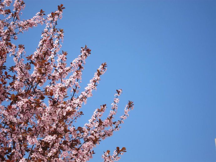 Cielo azul con un árbol en flor.