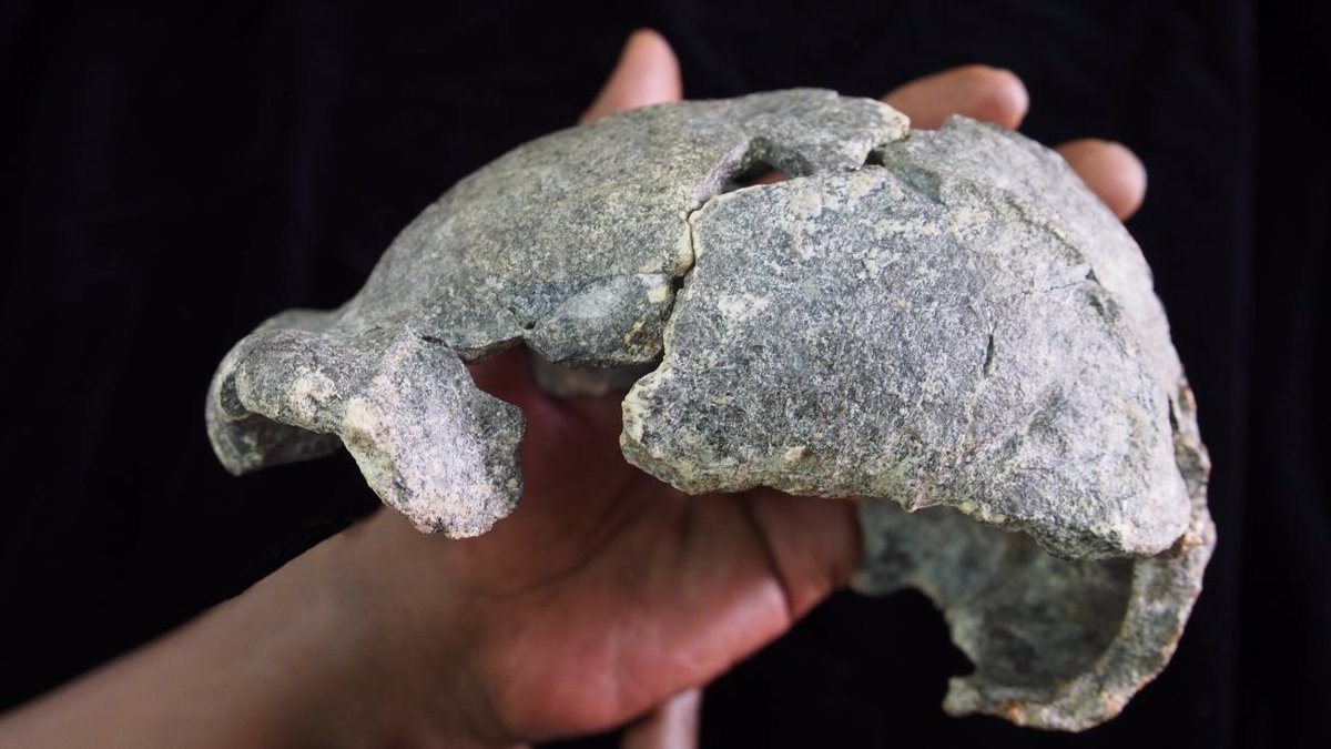 cobija Privación paquete Homo erectus usó diversidad de técnicas para fabricar herramientas