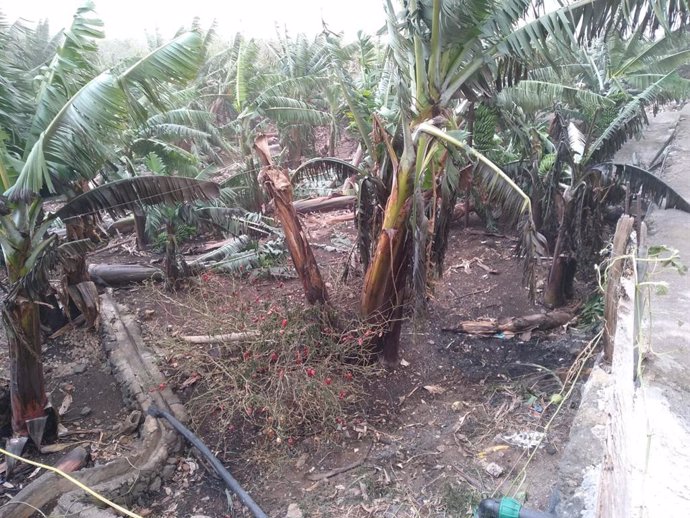 Plantación agrícola dañada tras el temporal de viento y calima