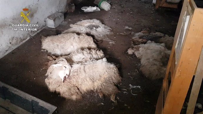 Ovejas muertas localizadas en una antigua granja de Alsasua