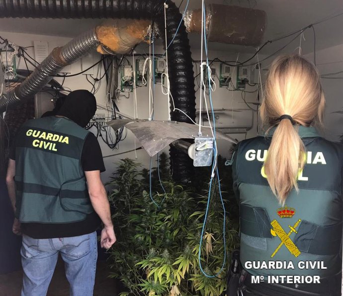 Intervenidas 232 plantas de marihuana en Roquetas de Mar (Almería)