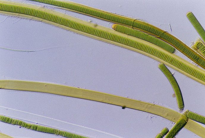 Las algas verdeazuladas también pueden producir petróleo