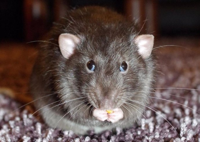Las ratas muestran aversión por el daño a sus semejantes