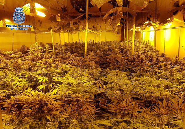 Plantación de cannabis en Villaseca de la Sagra.