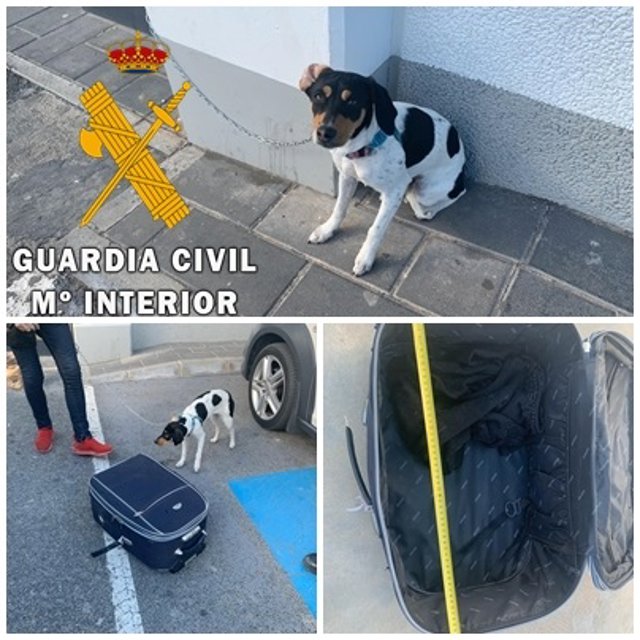 Perro que iba a ser transportado en una maleta en Huércal-Overa (Almería)