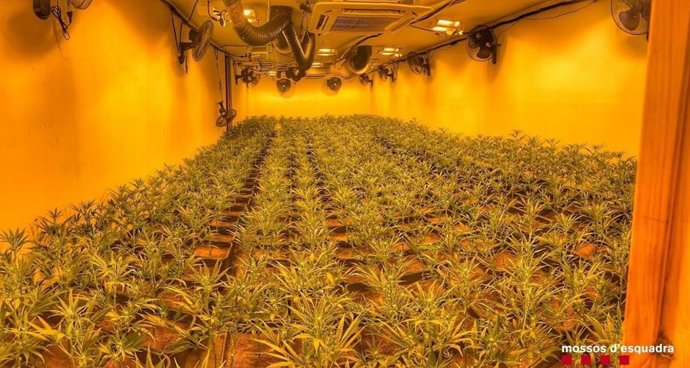 Plantació de marihuana en una casa de Montoliu de Lleida