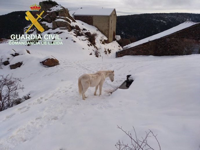 Un caballo aislado en un terreno cubierto de nieve en Soriguera (Lleida)