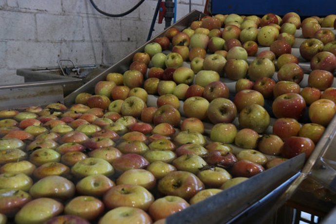 Algunes de les pomes recollides el setembre passat i que estan a punt de ser comercialitzades des de l'Armentera aquest dijous 27 de febrer de 2020. (Horitzontal)