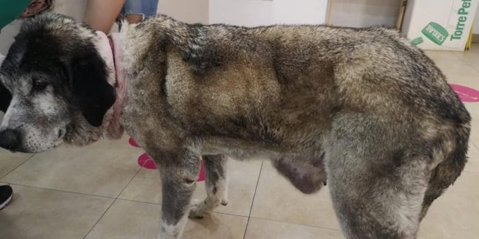 Imagen de la perra cuando fue rescatada.