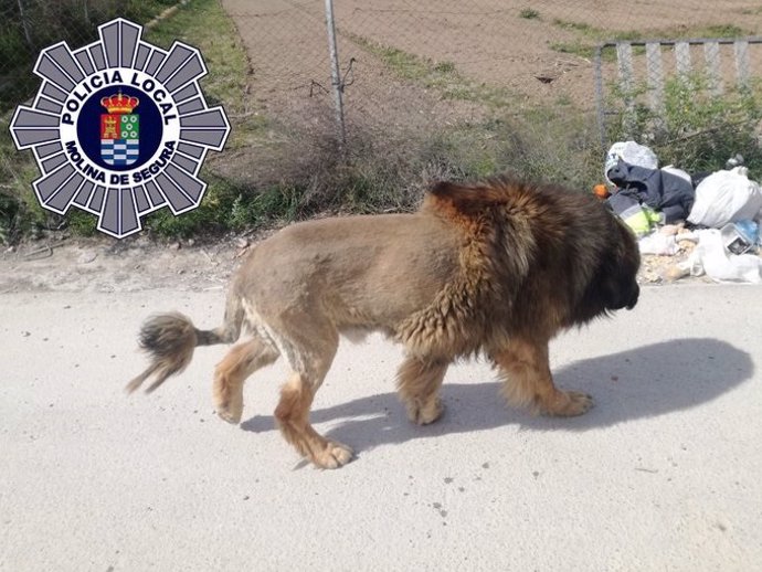 El perro con apariencia de león