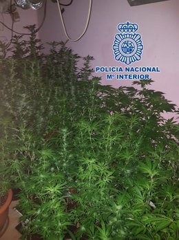 Policía Nacional detiene en Cartagena a un joven con 169 plantas de marihuana