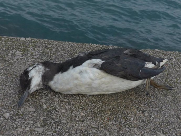 Un ave muerta aparecida en la costa asturiana.