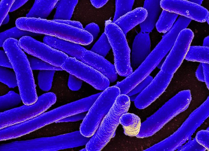 Desarrollan un mecanismo para matar a las bacterias más comunes basado en una re